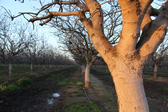 2018 Pistachio Crop off to a Poor Start