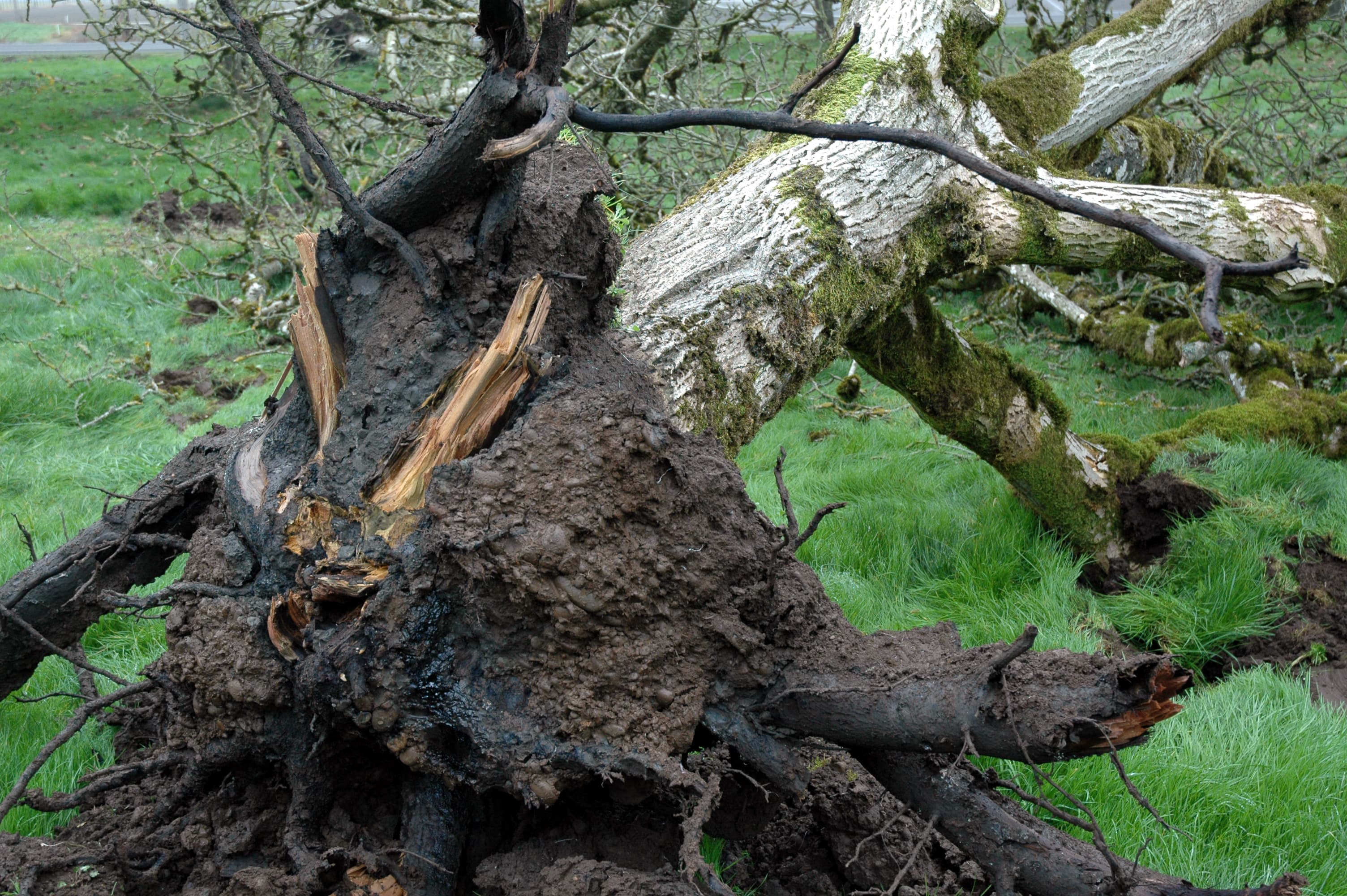 Assessing & Addressing Nut Orchard Damage Due to Flooding