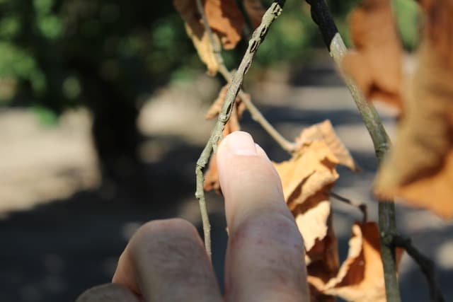 New Fungicide Registered for Eastern Filbert Blight in Hazelnut
