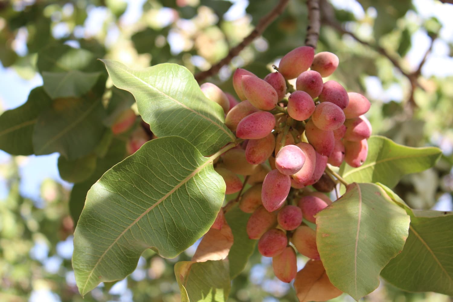 CA Pistachio Growers Deliver 2nd Largest Crop Ever