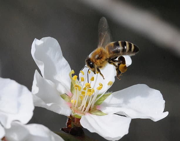 Forage Crops Yield More Successful Almond Pollination