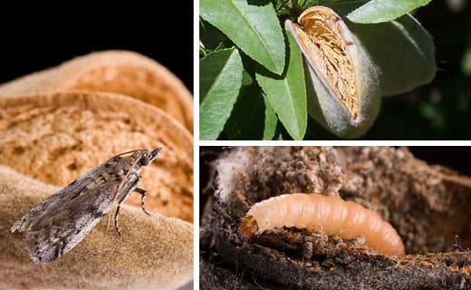 2018 Resolutions for Navel Orangeworm Management