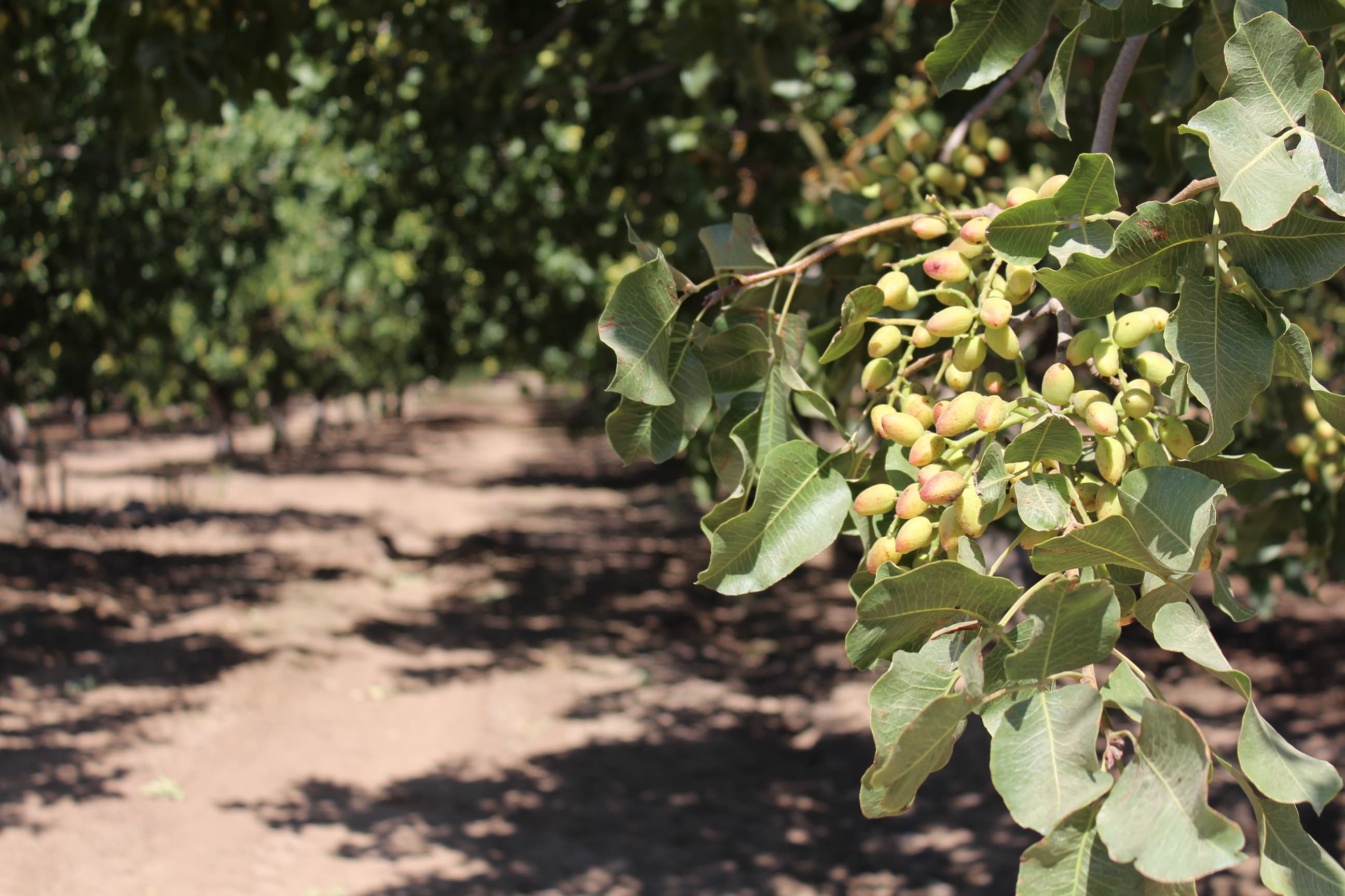 California Pistachio Crop Update: Summer 2018