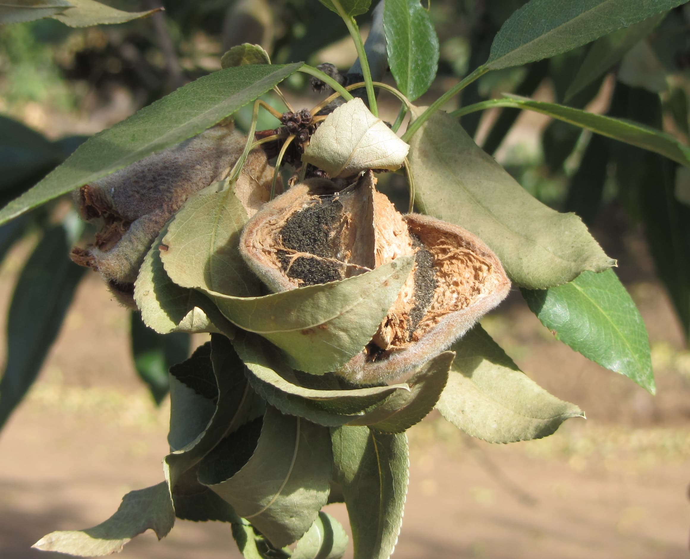Irrigation Tips to Mitigate Almond Hull Rot & Bark Damage