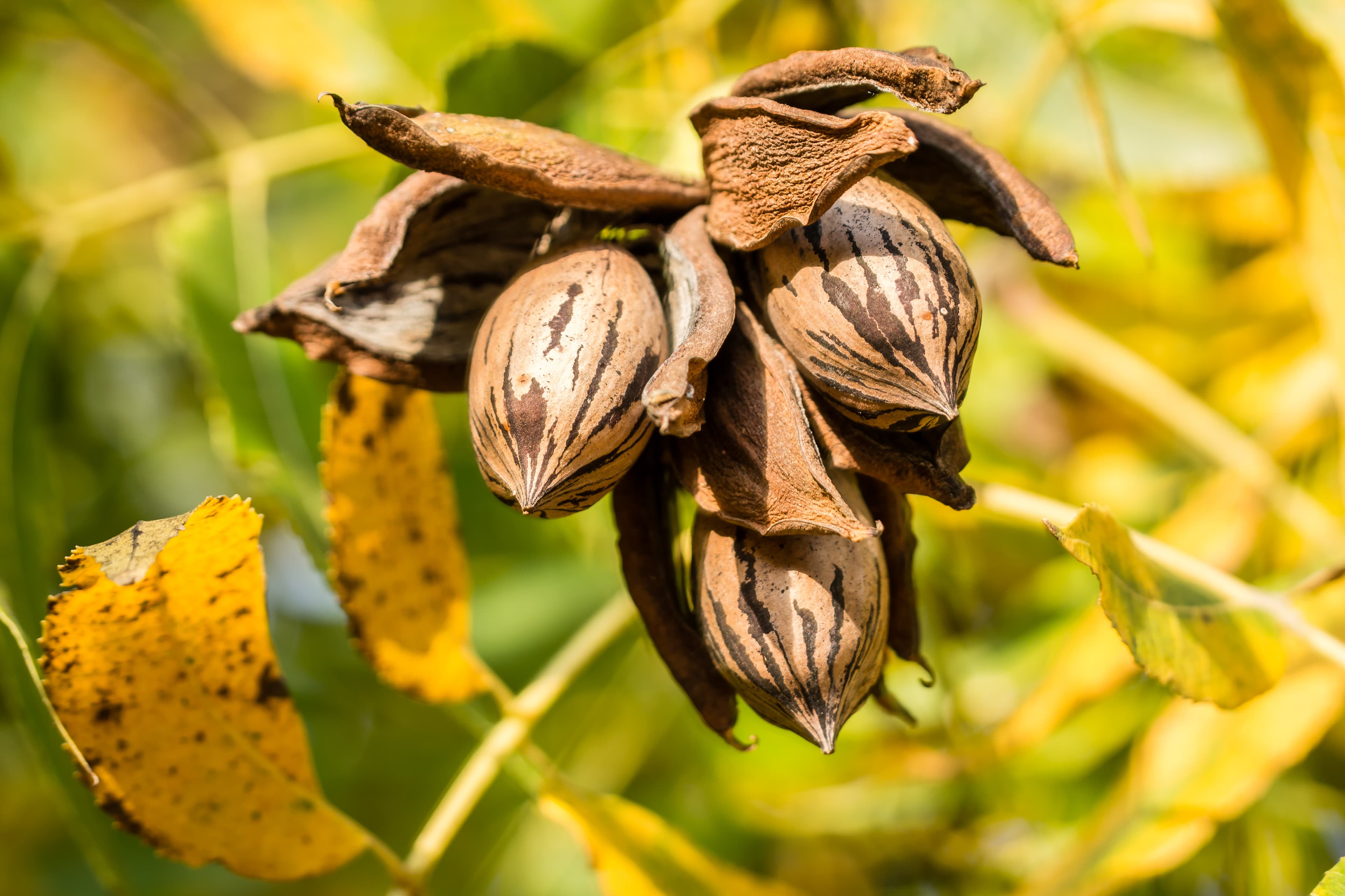US Crop & Market Update with the American Pecan Council