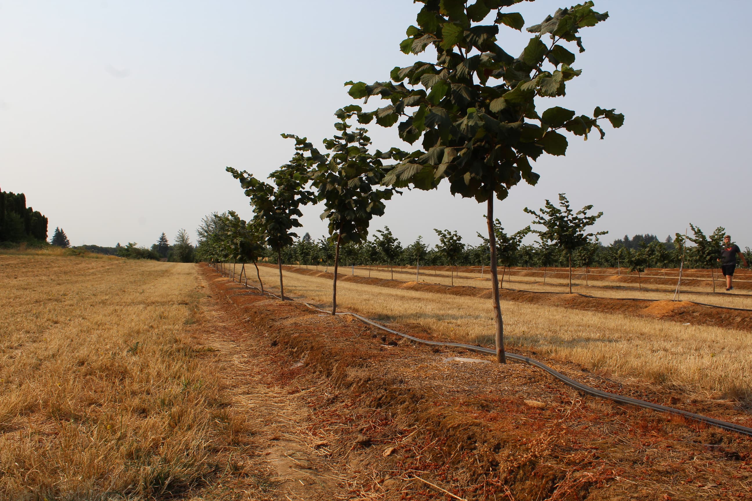 Pros & Cons of Planting Hazelnuts on Berms