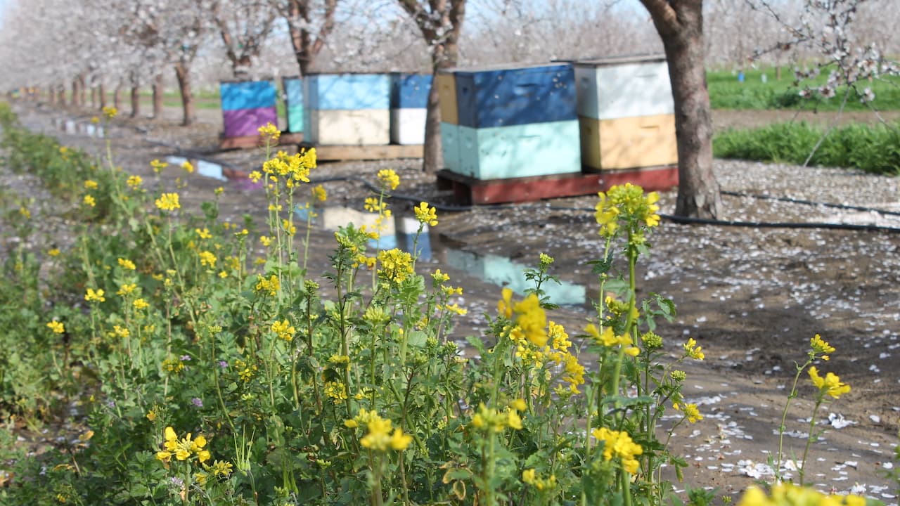 Enhancing Almond Pollination with Cover Crops