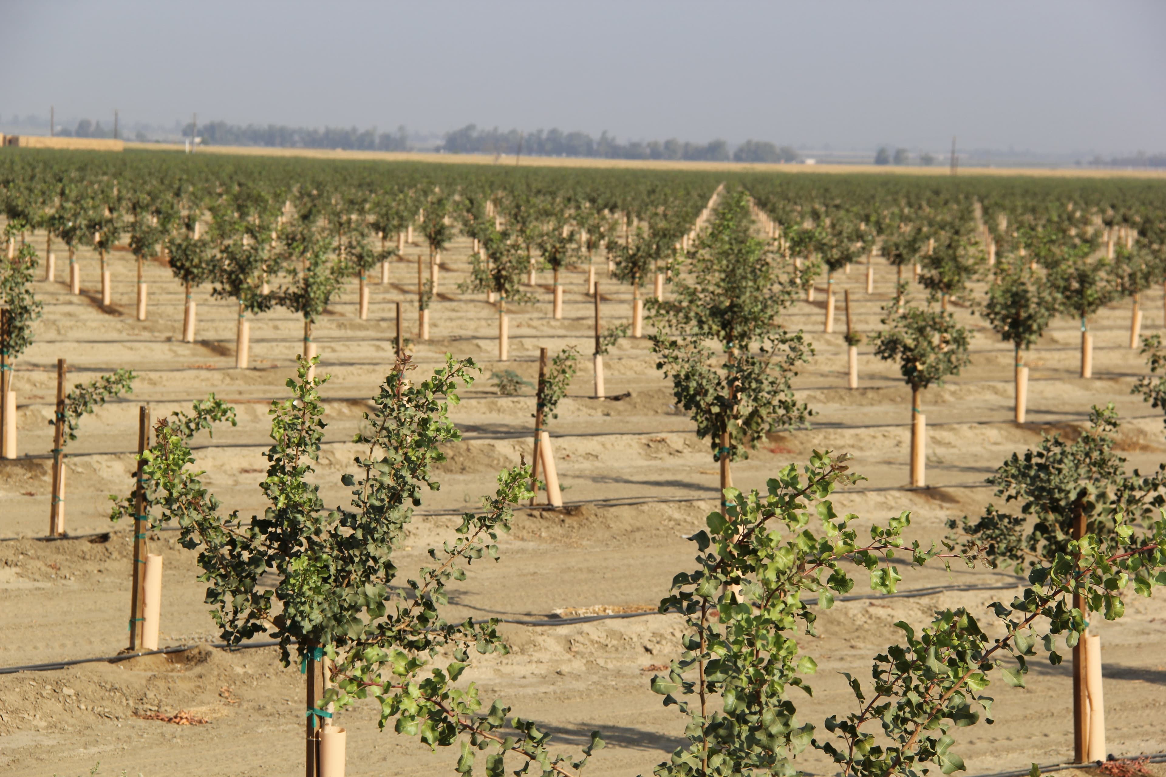 https://pacificnutproducer.com/2019/03/25/record-high-pistachio-acreage-planted-in-2018/