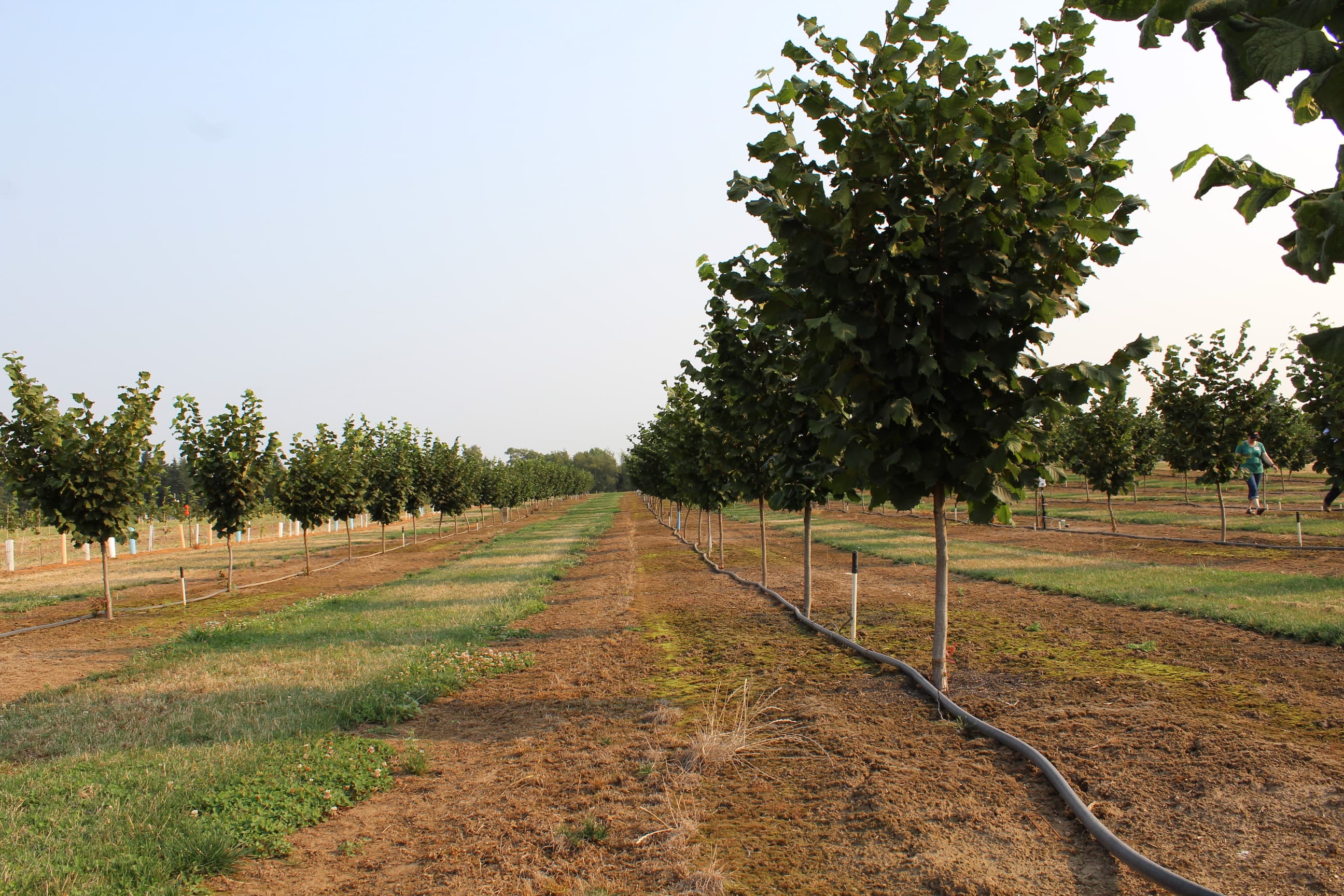 How to Identify & Correct Magnesium Deficiencies in Hazelnuts