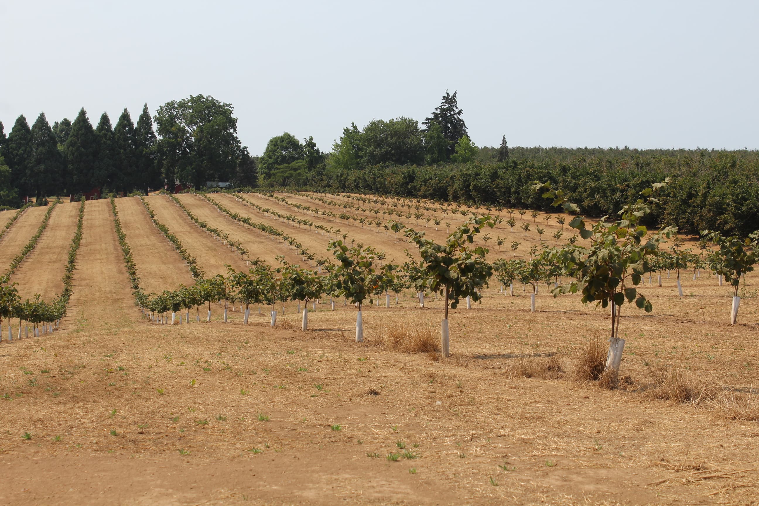 Nutritional Recommendations for Young Hazelnut Trees