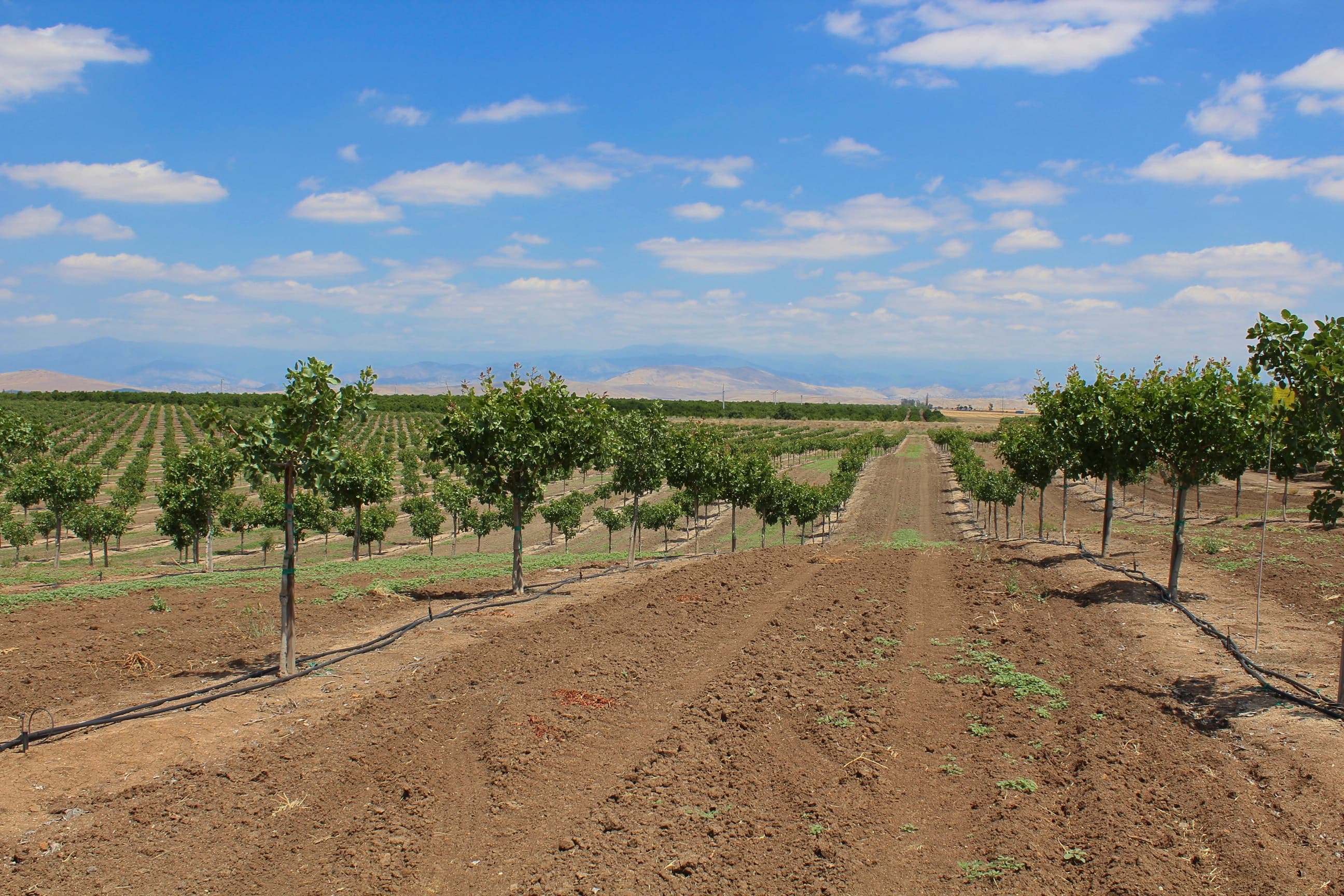 Record High Pistachio Acreage Planted in 2018