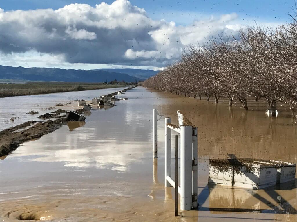 flooded orchard