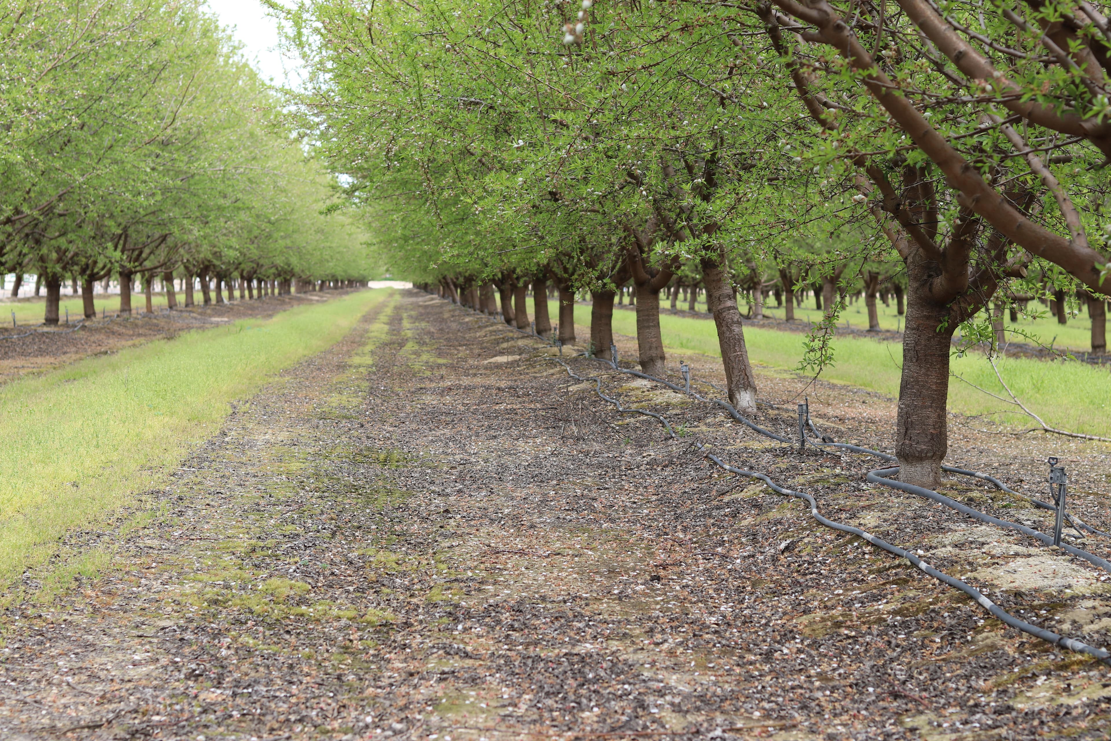Relief Funding-Almonds