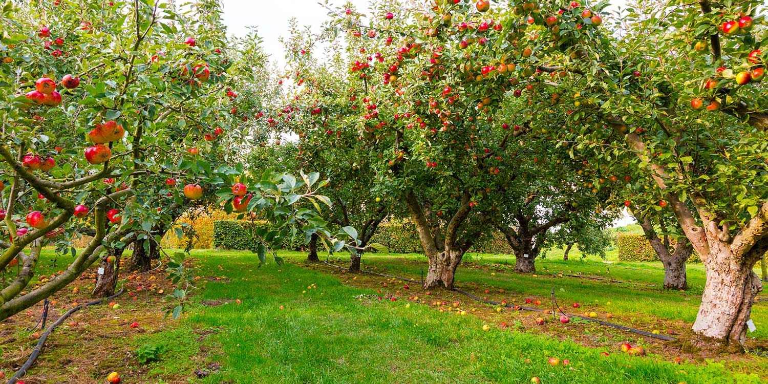 Weed Control in Orchards