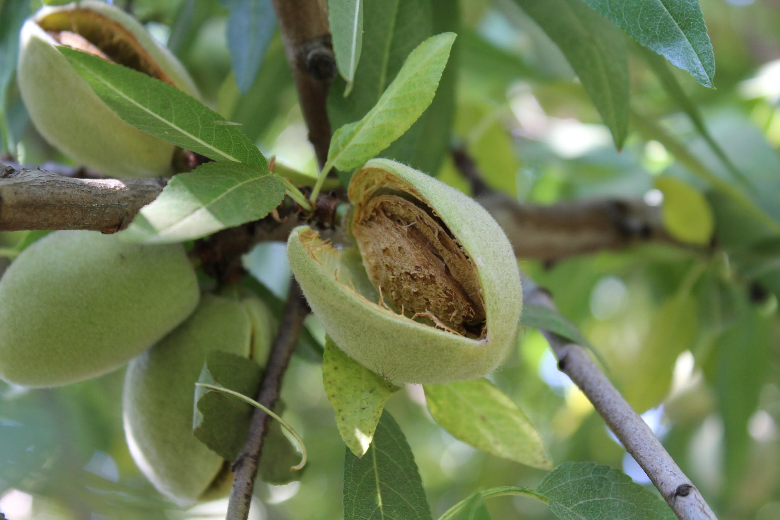 Almond forecast down