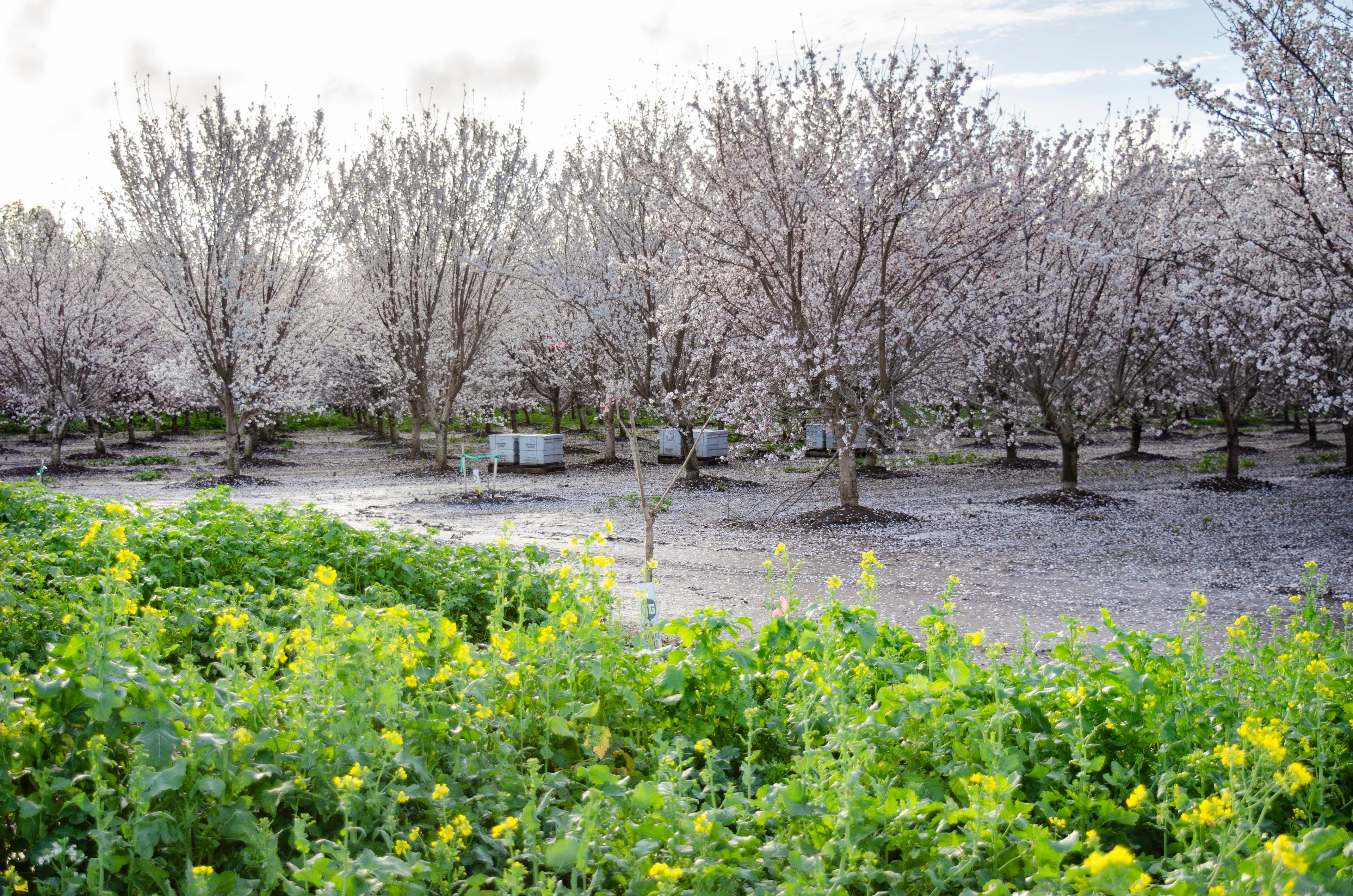 Seeds For Bees Deadline Approaching