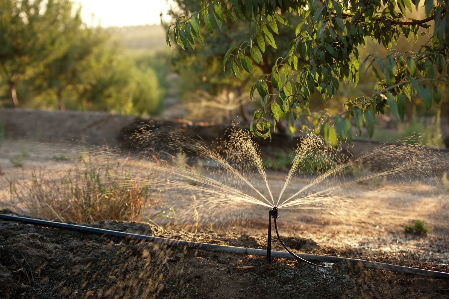 Tracking Almond Irrigation Improvement