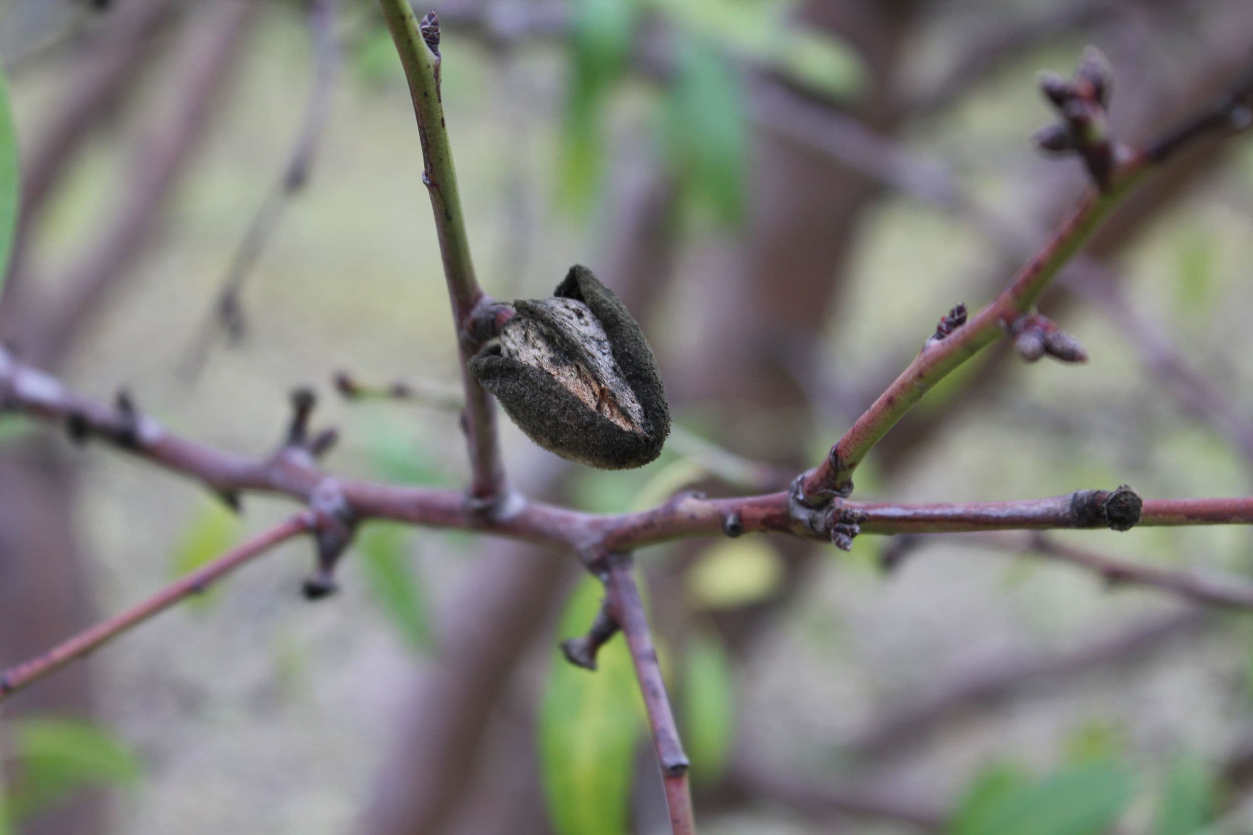 Orchard Sanitation is key to a Quality Almond Crop