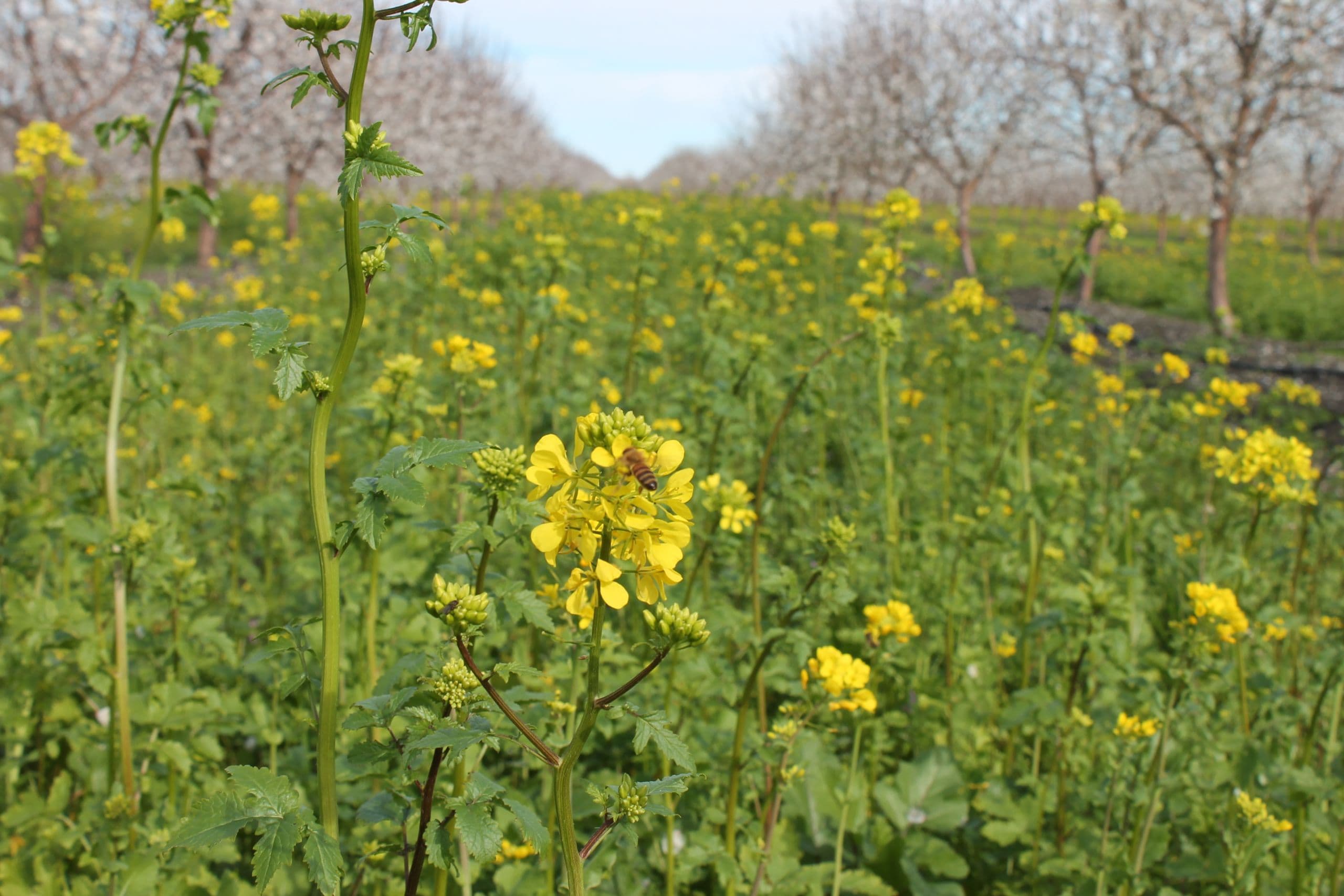 Assessing the Costs & Benefits of Winter Cover Cropping in CA