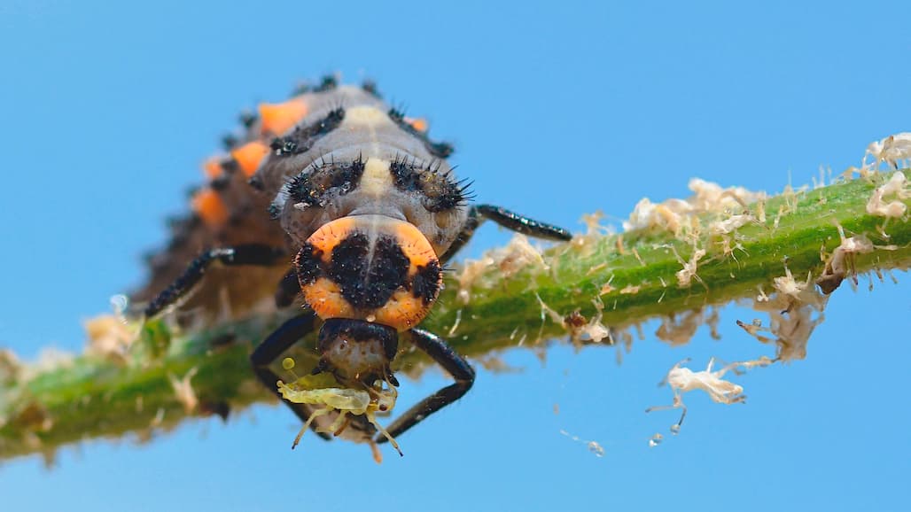 Almond Board Joins Group to Speed CA’s Shift to Safer Pest Management