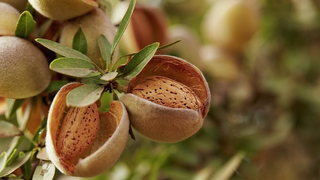 USDA-NASS Projects Smaller Crop for California Almonds