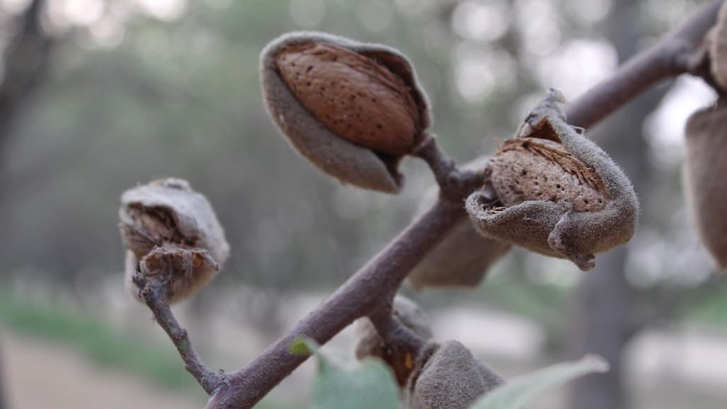 New Director Leaders at the Almond Board of California