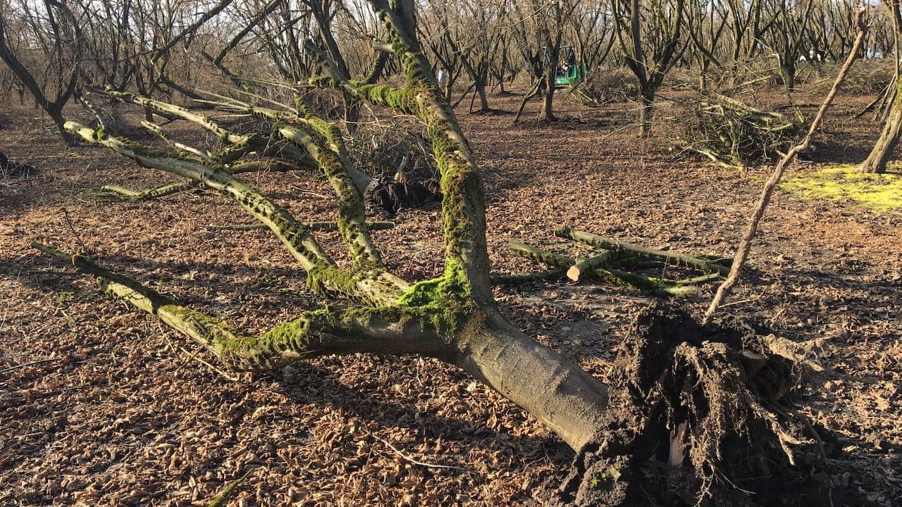 Lessons Learned from Devastating Ice Storm Damage in Hazelnut