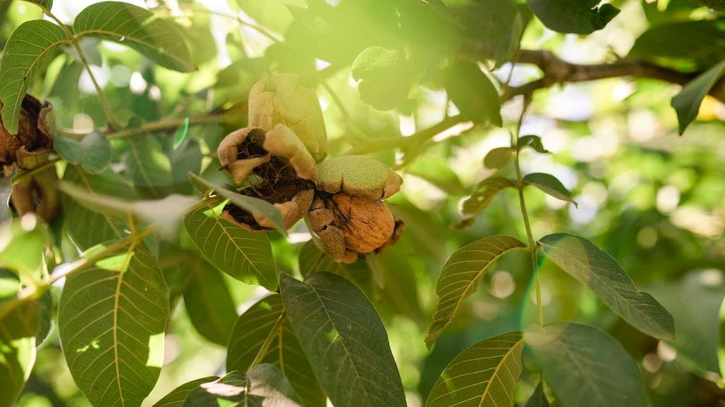 CA Walnut Board Supports Industry Growth In New Ways With Retail, Research And Advocacy Programs