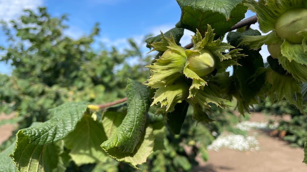 Attention Oregon Hazelnut Growers: 2022 Ag Census Now Underway