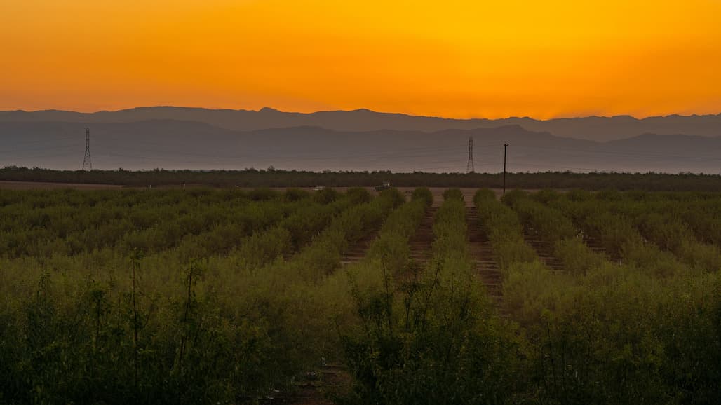 CA Almond Acreage Drops for the First Time in Decades