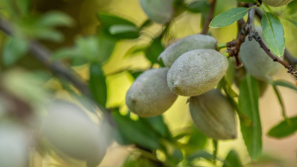 Almond Board Retains Search Firm to Aid 2023 CEO Transition
