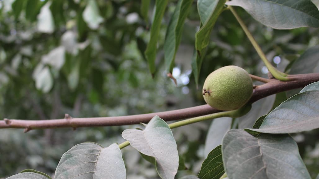 Growers Optimistic about Pre-Season 2023 California Walnut Outlook