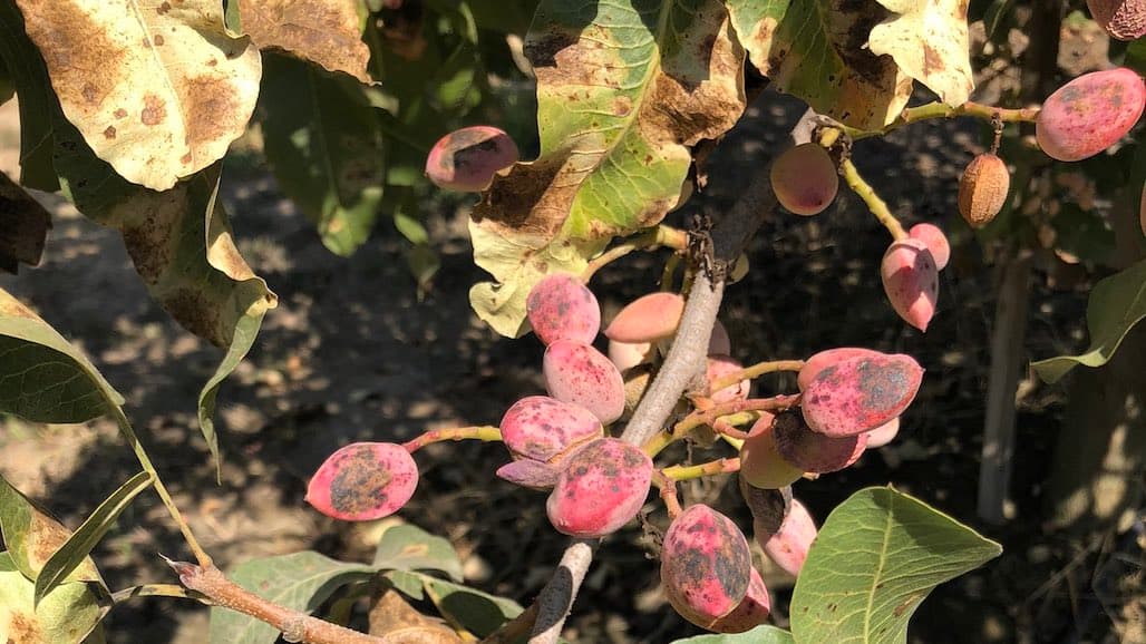Alternaria Management in Pistachio (As Summarized in Pacific Nut Producer Magazine June Orchard Tasks)