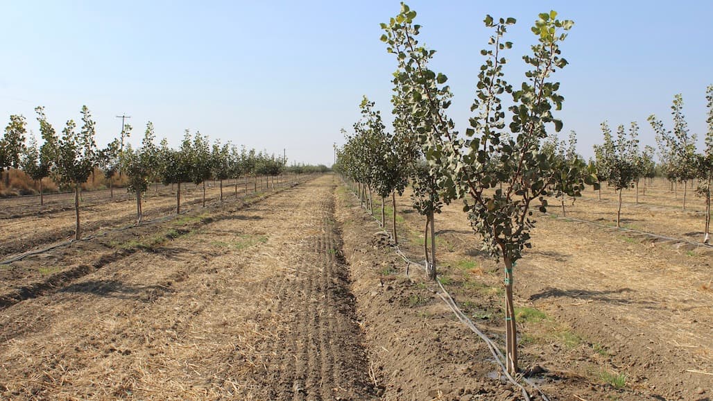 General Irrigation Tips for Young Pistachios