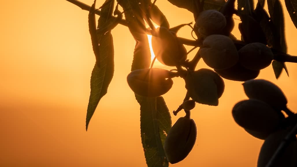 Overwhelming Grower Support to Continue Almond Board of California