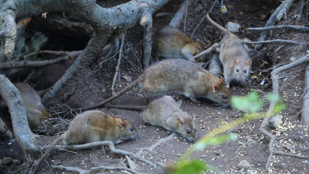 Confronting the Rodent Crisis: Challenges and Interventions for Almond Growers