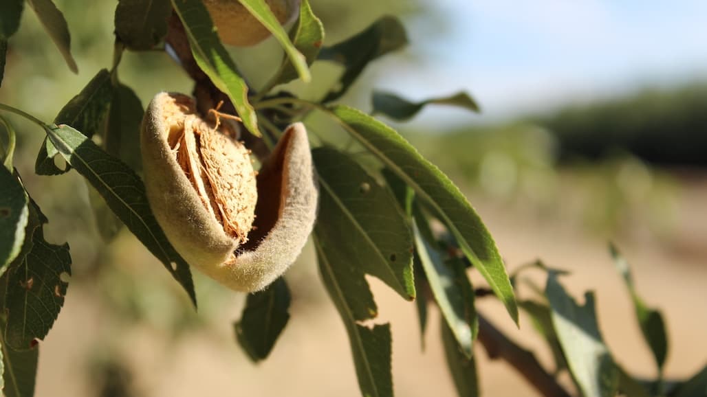Almond Board of Directors Vote to Discontinue USDA Objective Measurement Report