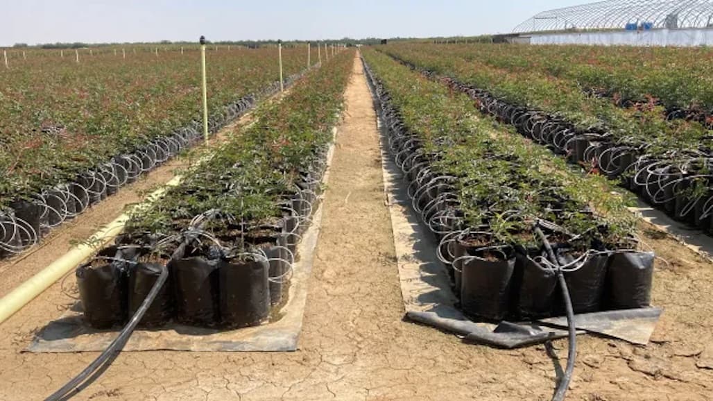 UC ANR Offers Microirrigation School