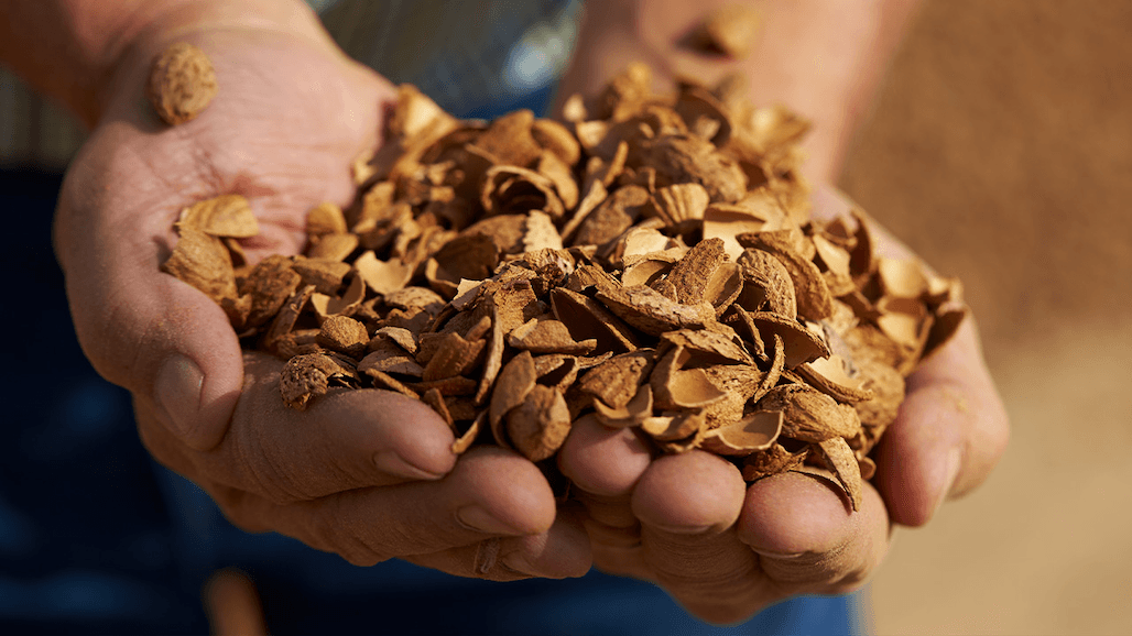 Artefact, ABC Partner to Turn Shells into Bio-Based Materials