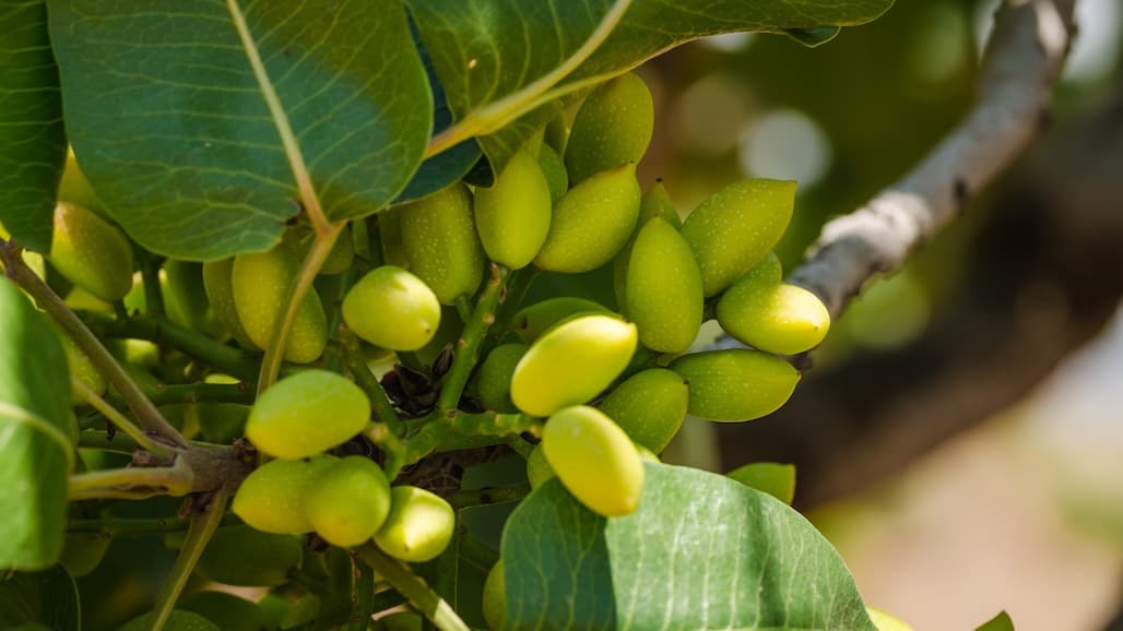 Researchers Requesting the Help of Pistachio Growers