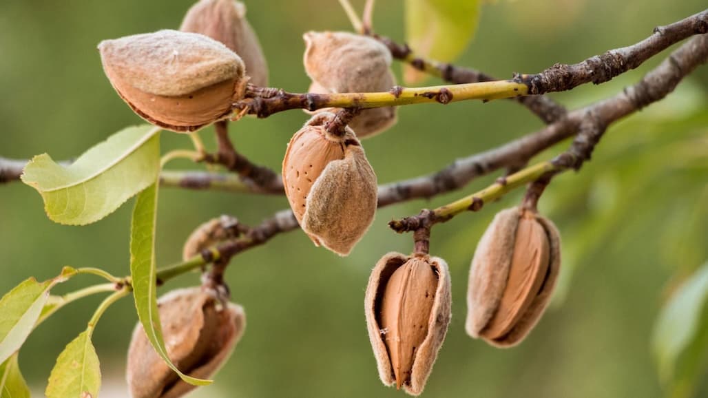 Almond Board Seeks Volunteers for Industry Committees