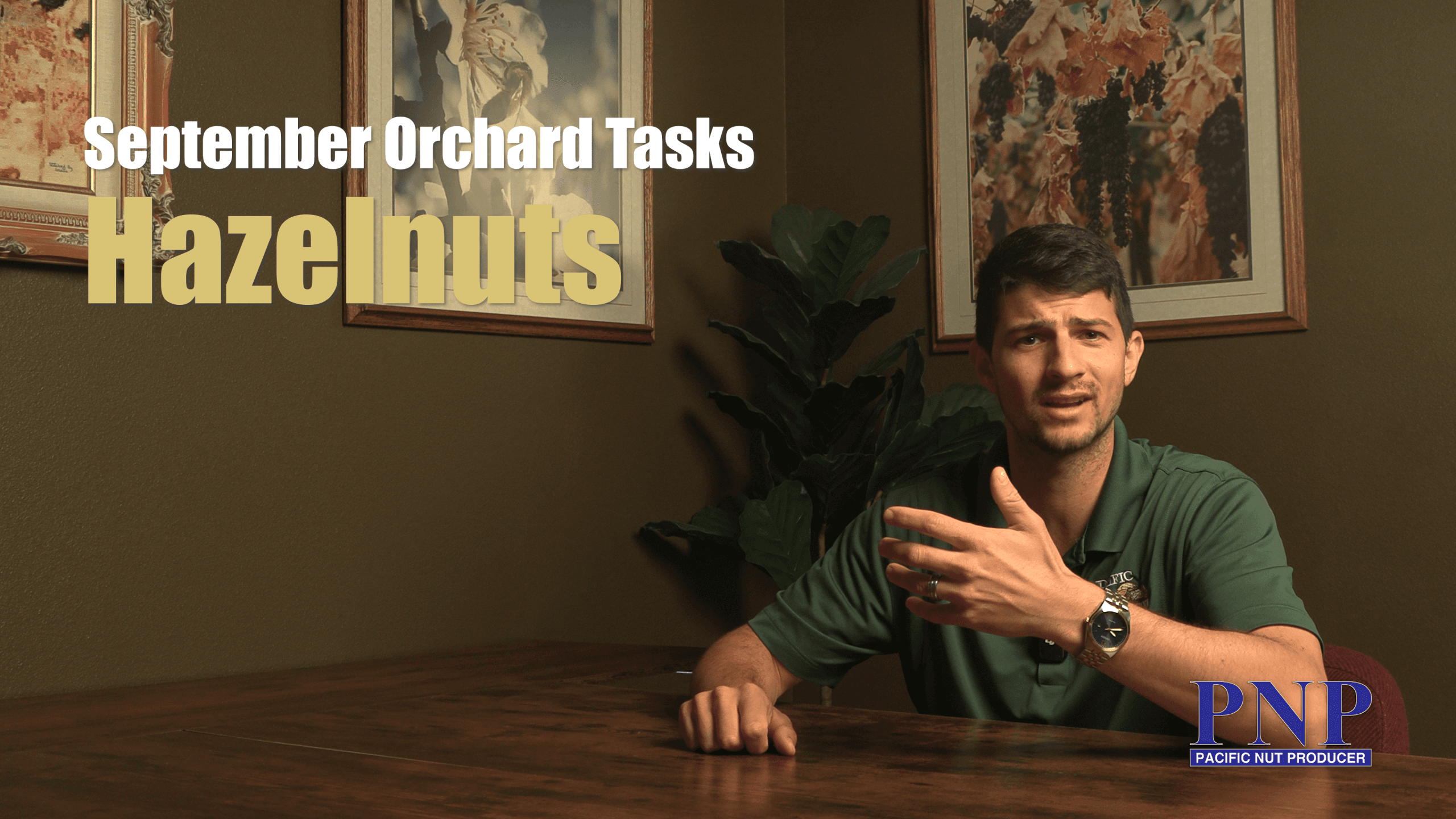 September Orchard Tasks - Hazelnuts