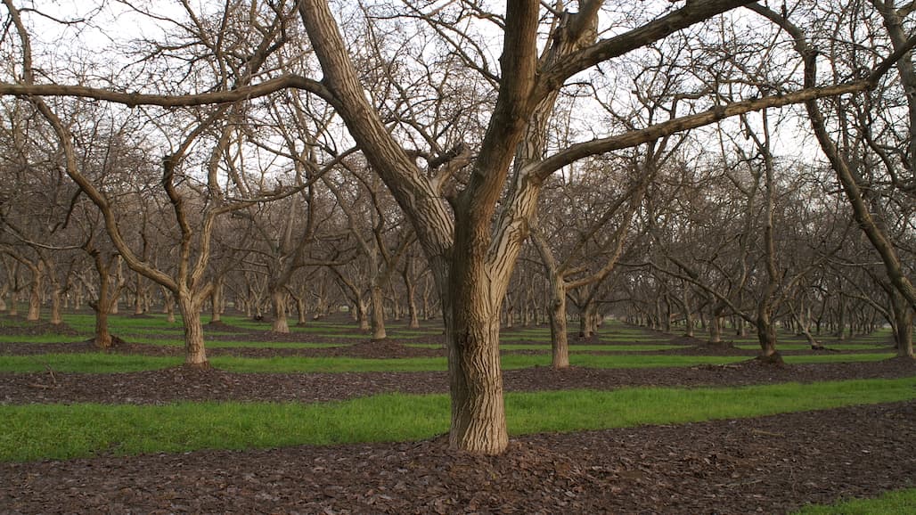 2023-2024 Winter Chill, Dormancy & Walnut Management Update