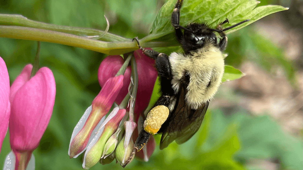 Genetic ‘Signatures’ Provide Insight Into What Stresses Wild Bees