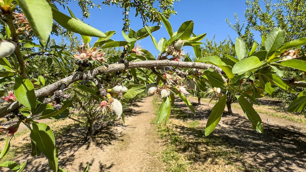 Almond Bloom Concludes in Orchards