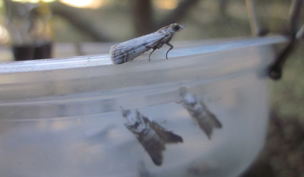 How to Protect Your Almonds from Navel Orangeworm and Other Pests