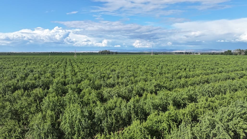 Blue Diamond Releases Early June Crop Report