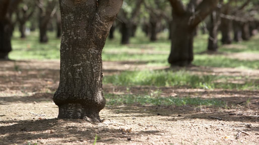 Start With the Conversation That Determines Your Orchard’s Future