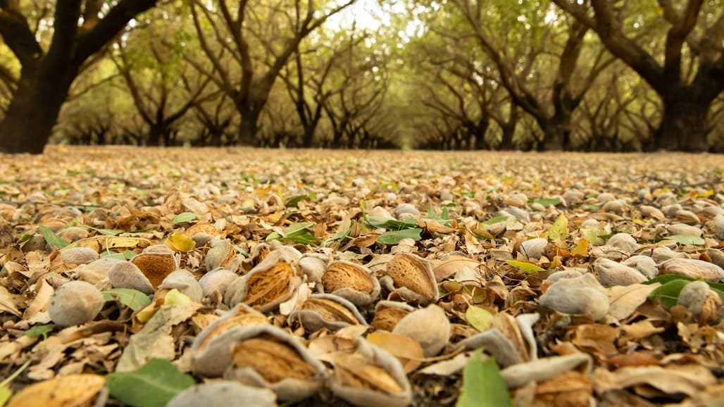 UC Davis Seeks Grower Input on Orchard Floor Management