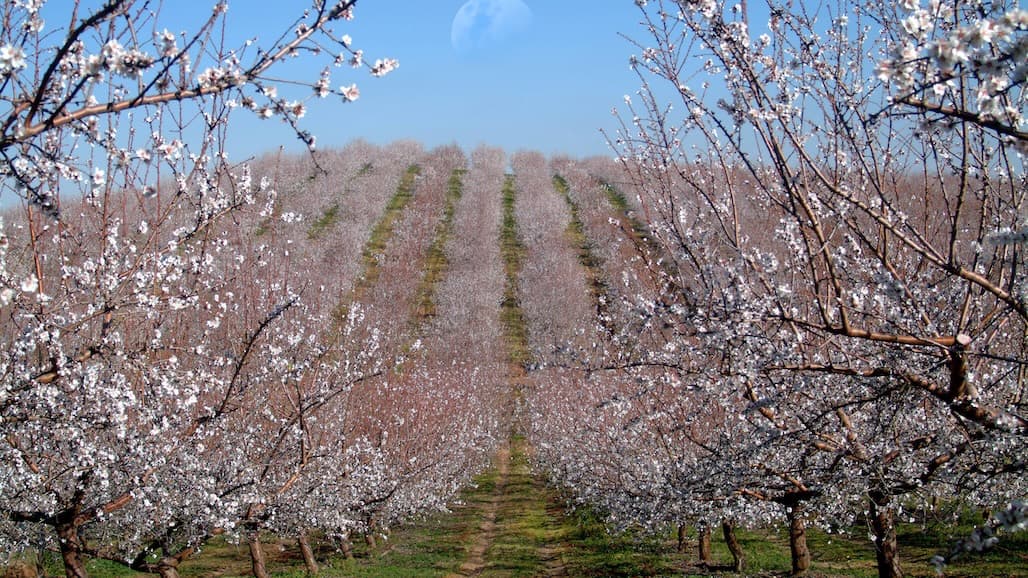 Blue Diamond Growers 2026 election
